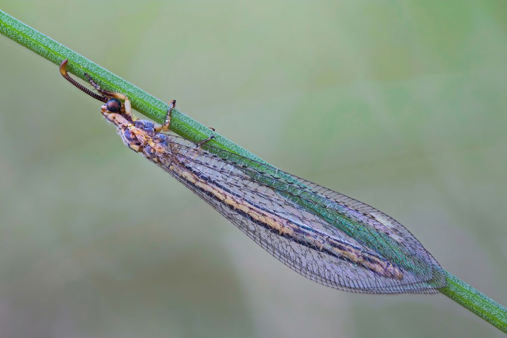 Myrmeleontidae - Macronemurus appendiculatus